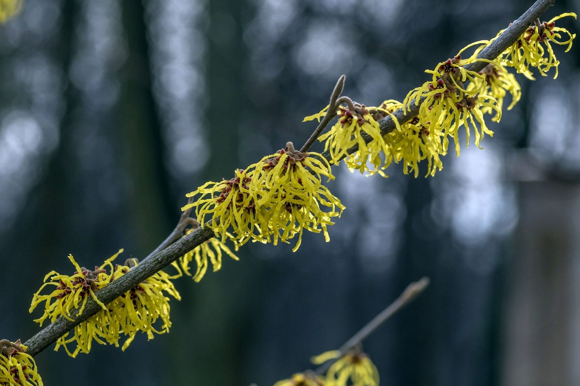 Homemade toner with witch hazel has magical skin care properties (Image by wirestock on Freepik)